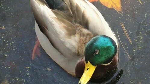 Hey there you healthy-looking MALLARD... I see you too... 