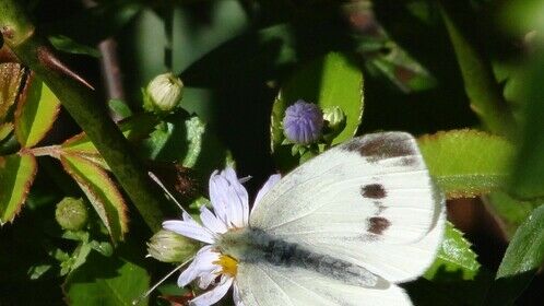 Cabbage White Butterfly...